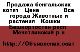 Продажа бенгальских котят › Цена ­ 20 000 - Все города Животные и растения » Кошки   . Башкортостан респ.,Мечетлинский р-н